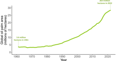 Evolution of global oil palm area since 1961