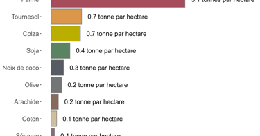 Comparaison des rendements de différentes cultures de production d’huile, dont le palmier à huile