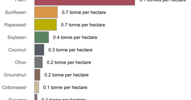 Comparison of oil yields from different oil-producing crops, including oil palm