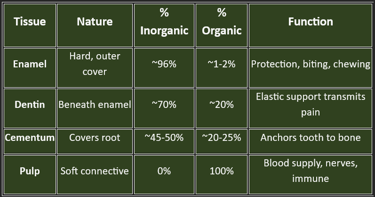 tooth bone composition