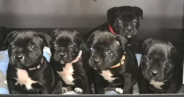5 staffy cuccioli neri con petto bianco guardano l'obiettivo con degli occhi dolcissimi