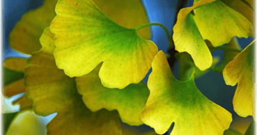 a close up of a tree with yellow ginkgo leaves