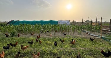 Free-range poultry farm in Panipat