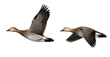 Two speckle-bellied geese flying left against a white background
