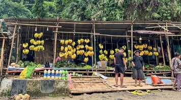Lots of hand of bananas hanging with more fruit for sale on ground in shed type building.