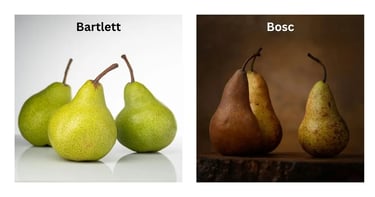 side by side pictures of bartlett and bosc pears,