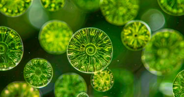Representación de microalgas, las microalgas son fuente de Omega 3 para veganos