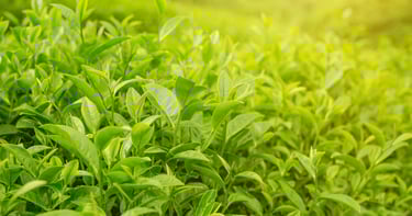 Plantación de té verde