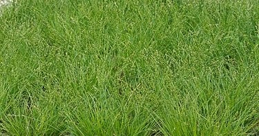 Carex halleriana : alternative au gazon