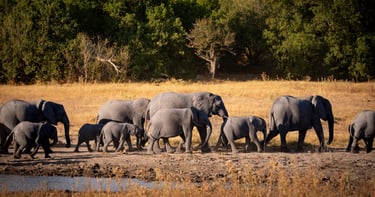 a herd of elephants walking across a dry grass field