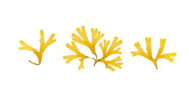 Dictyota dichotoma