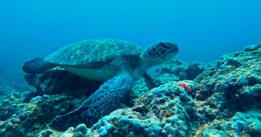 A large green sea turtle swimming over a vibrant coral reef in clear blue tropical ocean water.