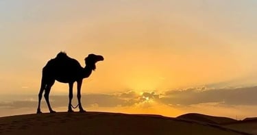 A camel stands on a desert dune, sillhoueted against the setting sun
