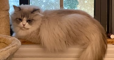 Lorenzo - Male Ragdoll Mix