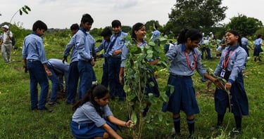 Best tree plantation agency