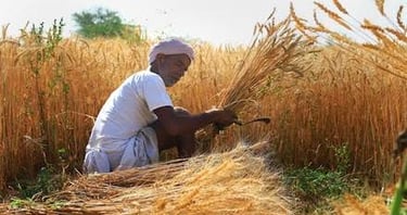 Rajasthan’s Rabi Crop Sowing: A Promising Outlook for 2024-25