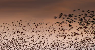a flock of birds flying in the sky