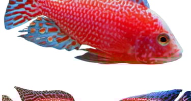Cichlids