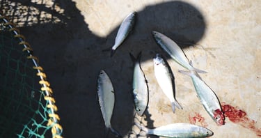 a group of dead fish lying near a net