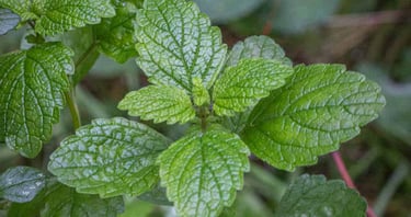 lemon balm