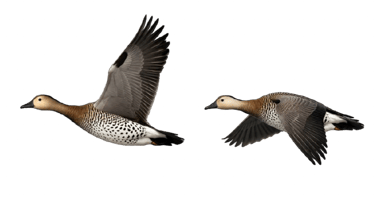 Two speckle-bellied geese flying left against a white background