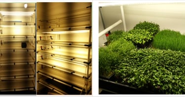 Indoor vertical farming setup featuring hydroponic trays with microgreens and wheatgrass under LED grow lights.