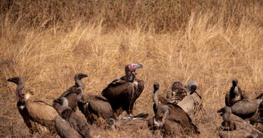un groupe de différents vautours dans la savane du Botswana en safari