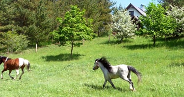 domek w sosnowym lesie, konie