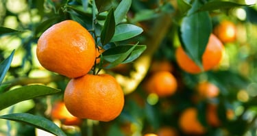 citrus