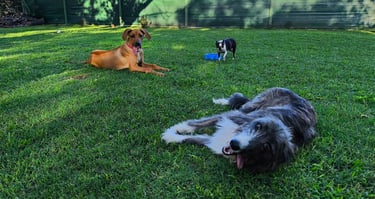 three dogs are laying on the grass in the yard