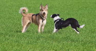 Deux chiens qui jouent