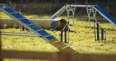 cours d’agility éducatif pour chien sur terrain sécurisé à cestas