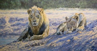 A pair of courting Lions on the banks of the Luangwa River in Zambia
