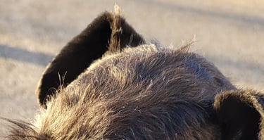 tête de Schnauzer nain noir