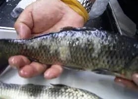  Saprolengniasis (Cotton Mold Disease) in fish