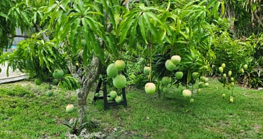 Lush tropical 'Venus' and 'Orange Sherbet' mango trees loaded with fruit at Luro Grove, Miami.