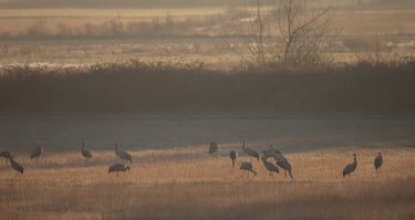 cranes at laake kerkini early morning