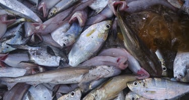 a bunch of fish in a pile of main catch and by-catch.