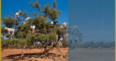 Goats balancing in a tree, symbolizing team roles, communication, and surprising team dynamics