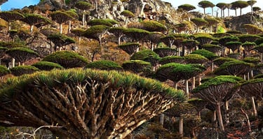 Socotra guide