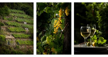 Vignoble