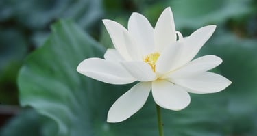 Lotus flower