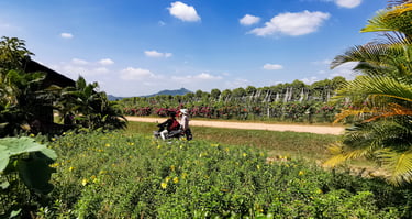 La Plantation