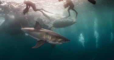 un requin blanc de profil avec des plongeurs à la surface une mer verte illuminée par le soleil