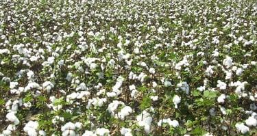 Cotton Field