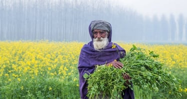 mustard field
