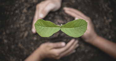 two hands holding a leafy plant in the middle of a circle