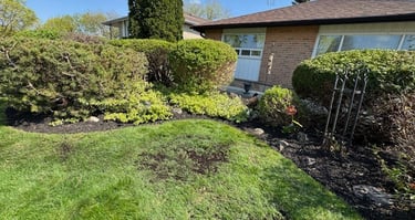 Shrubs and hedges trimmed in toronto