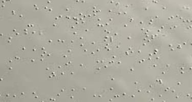 Sơn tĩnh điện bị châm kim