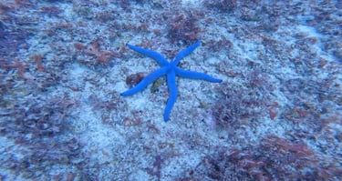 A vibrant blue starfish rests on a sandy ocean floor surrounded by marine reef plants and coral.